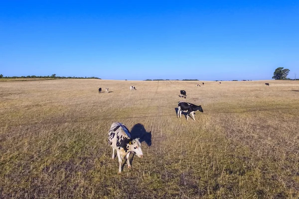 Légi Felvétel Tehenek Mező Pampa Argentína — Stock Fotó