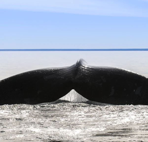 Queue Baleine Dans Péninsule Valdes Patagonie Argentine — Photo