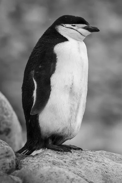 Kinnriemen Pinguin Der Antarktis — Stockfoto