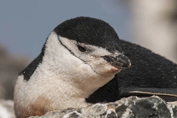 Chinstrap Penguin Antarctica — Stock Photo, Image