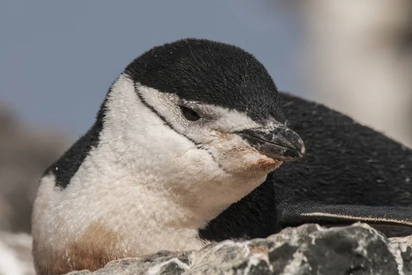 Pinguim Chinstrap Antártida — Fotografia de Stock