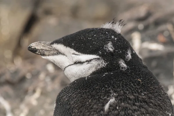 Chinstrap Penguin Antártida —  Fotos de Stock