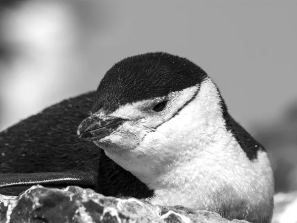 Kinnriemen Pinguin Der Antarktis — Stockfoto