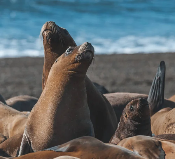 Lions Mer Sur Plage Patagonie Argentine — Photo