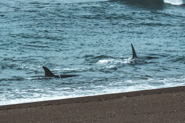 Orcas Caça Patagônia Argentina — Fotografia de Stock