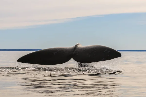 Cola Ballena Península Valdés Patagonia Argentina — Foto de Stock