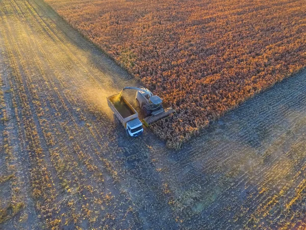 Sorghum Harvest Pampa Argentina — Stock Photo, Image