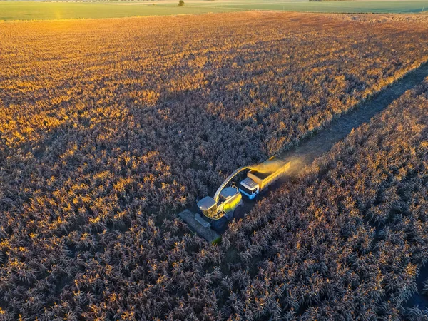 Sorghumernte Der Pampa Argentinien — Stockfoto