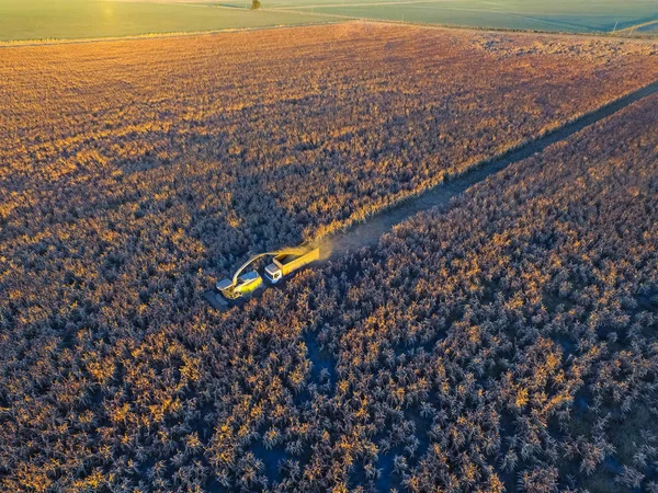 Sorghumernte Der Pampa Argentinien — Stockfoto