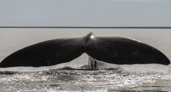 Cauda Baleia Península Valdes Patagônia Argentina — Fotografia de Stock