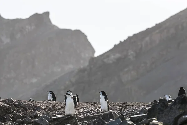 南极保莱岛钦带企鹅 — 图库照片