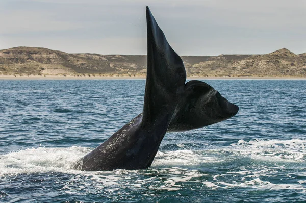 Queue Baleine Dans Péninsule Valdes Patagonie Argentine — Photo