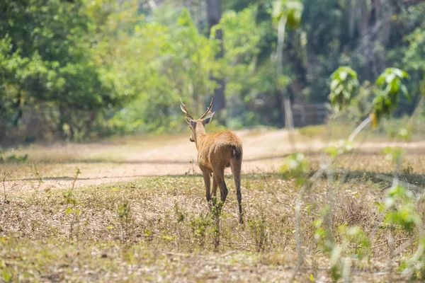 Cervo Pântano Pantanal Brasil — Fotografia de Stock