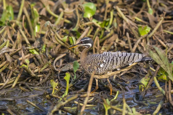 Oiseau Butor Dans Environnement Jungle Pantanal Brésil — Photo