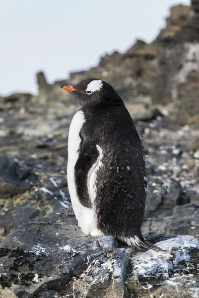 Gentoo Pengueni Hannah Noktası Antarktika — Stok fotoğraf