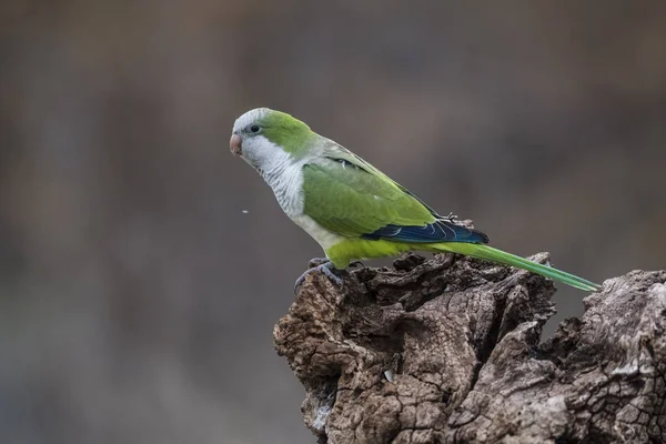 Parrocchetto Seduto Sull Albero Pampa Patagonia Argentina — Foto Stock