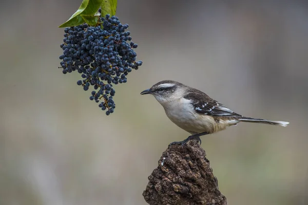 Beyaz Mockingbird dal, Patagonia, Arjantin bantlı. 