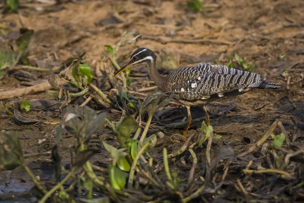 Sunbittern Bird Dzsungel Környezetben Pantanal Brazília — Stock Fotó