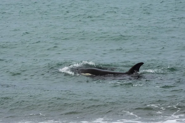 Orca Polowania Patagonia Argentyna — Zdjęcie stockowe