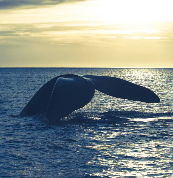 Whale Svans Halvön Valdes Patagonien Argentina — Stockfoto