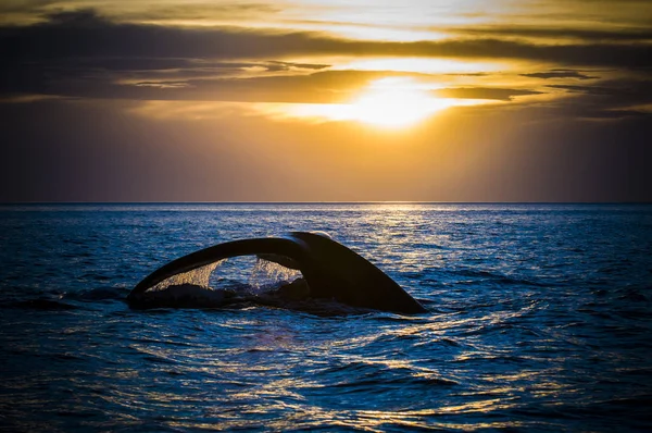 Whale Svans Halvön Valdes Patagonien Argentina — Stockfoto