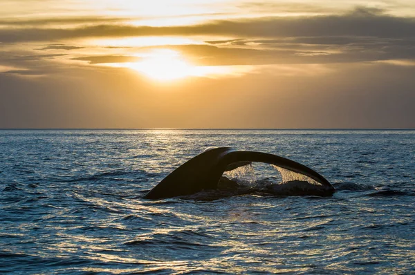 Cola Ballena Península Valdés Patagonia Argentina — Foto de Stock