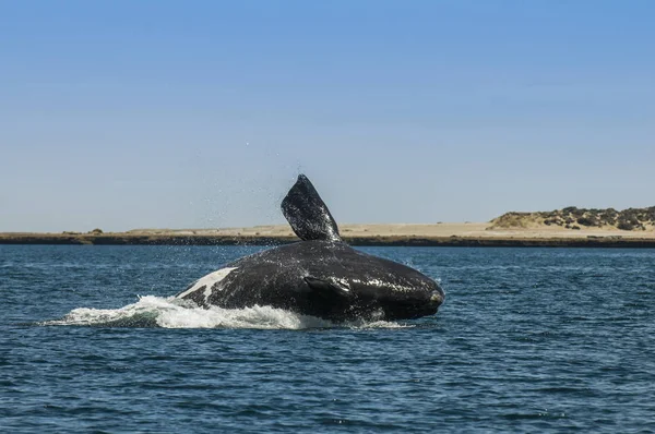 Bálna Ugrás Megszállása Patagonia Argentína — Stock Fotó