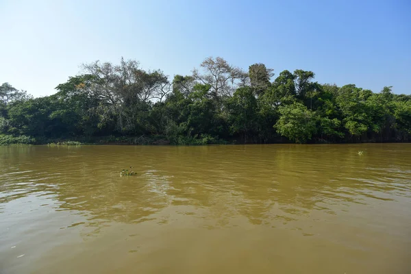River Landscape Jungle Pantanal Brazil — Stock Photo, Image