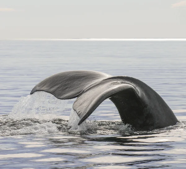 Whale Tail Peninsula Valdes Patagonia Argentina — Stock Photo, Image