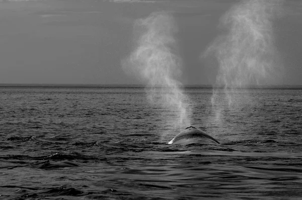 Whale Andas Halvön Valdes Patagonien Argentina — Stockfoto