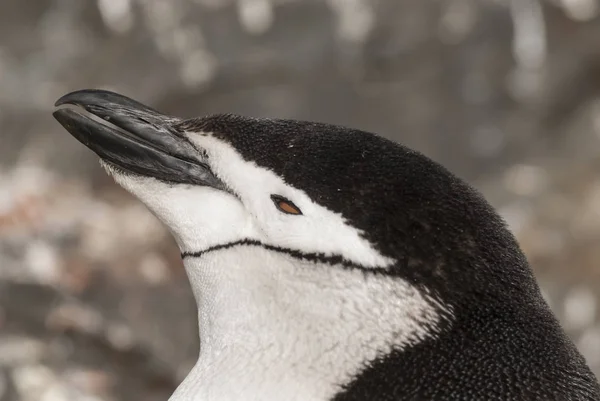 Chinstrap Penguin Antártida —  Fotos de Stock