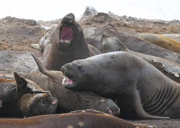 Elefantes Marinos Hannah Point Península Antártica — Foto de Stock