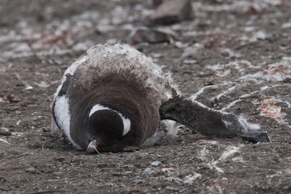 Gentoo Penguin Hannah Point Antarktis — Stockfoto