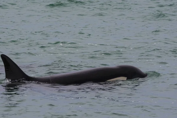 Orca hunting, Patagonia, Argentina