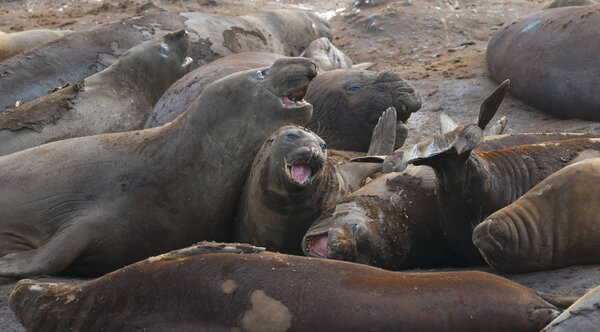  Elephant seals, Hannah Point, Antarctic peninsula.