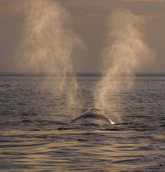 Respiration Des Baleines Péninsule Valdes Patagonie Argentine — Photo