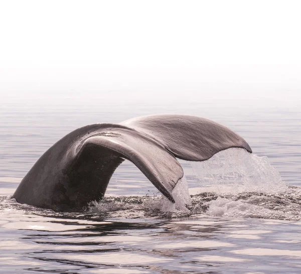 Whale Svans Halvön Valdes Patagonien Argentina — Stockfoto