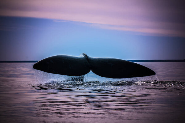 Whale tail in Peninsula Valdes, Patagonia, Argentina