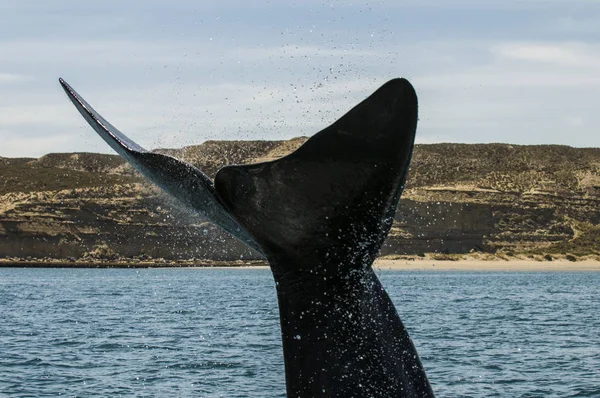 Queue Baleine Dans Péninsule Valdes Patagonie Argentine — Photo