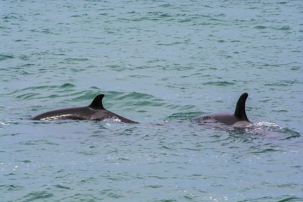 Orcas Avcılık Patagonia Arjantin — Stok fotoğraf