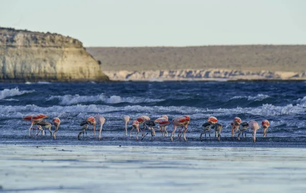 Flamingos Ernähren Sich Strand Halbinsel Valdes Patagonien Argent — Stockfoto