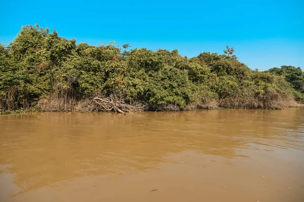 Jungle Coast River Pantanal Brazil — Stock Photo, Image