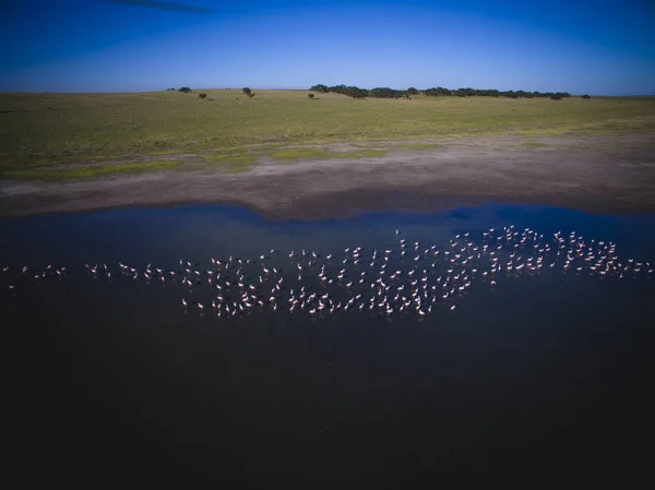 Vista Aérea Flamingos Pampa Argentina — Fotografia de Stock
