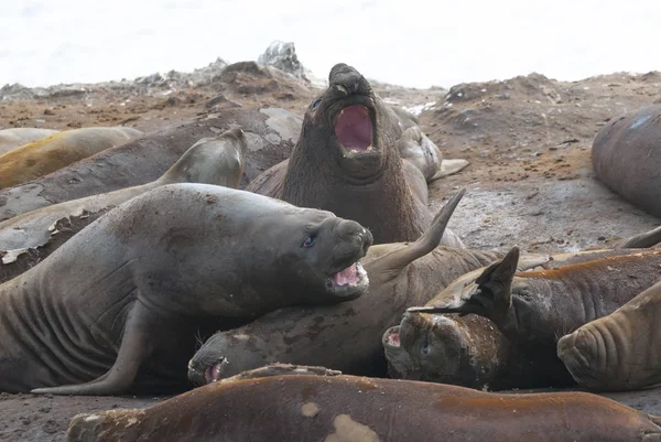 Elephant seals, Hannah Point, Antarctic peninsula.