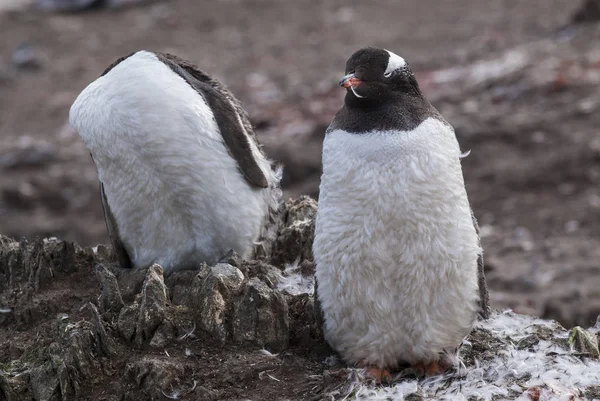 Pingüinos Gentoo Playa Hannah Point Antártida —  Fotos de Stock