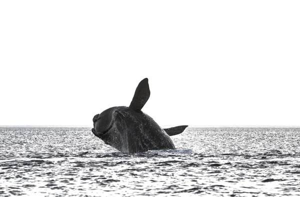Wieloryb Skoki Półwyspie Valdes Patagonia Argentyna — Zdjęcie stockowe