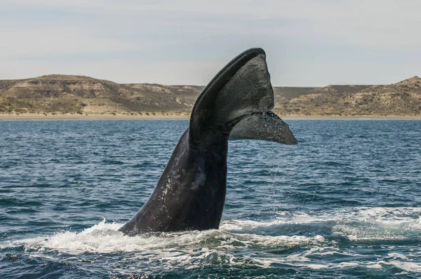 Coda Balena Nella Penisola Valdes Patagonia Argentina — Foto Stock