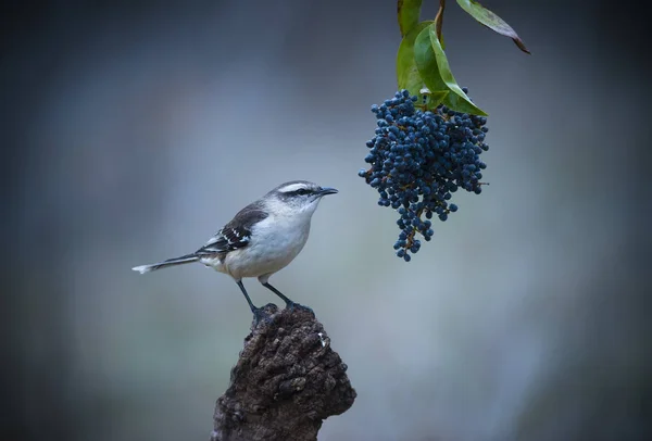 Fehér Sávos Mockingbird Gally Patagonia Argentína — Stock Fotó