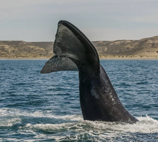 Ogon Wieloryba Półwyspie Valdes Patagonia Argentyna — Zdjęcie stockowe