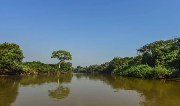 Jungle Aan Kust Van Rivier Pantanal Brazilië — Stockfoto